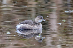 Tachybaptus ruficollis