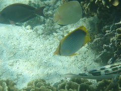 Chaetodon melannotus