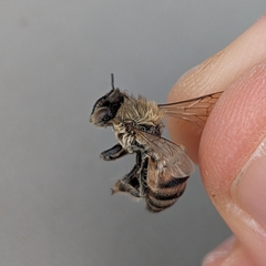 Apis mellifera