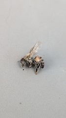 Apis mellifera