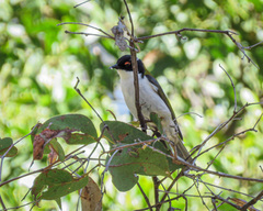 Melithreptus lunatus