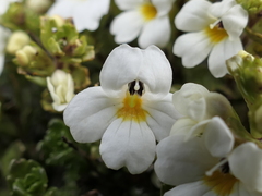 Euphrasia petriei