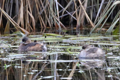 Tachybaptus ruficollis