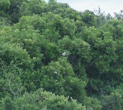 Harpephyllum caffrum