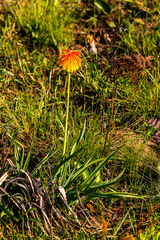 Kniphofia coddiana