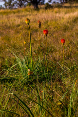 Kniphofia rooperi