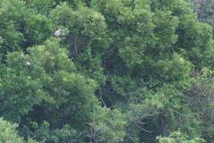 Harpephyllum caffrum