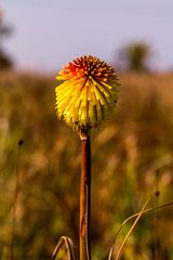 Kniphofia rooperi