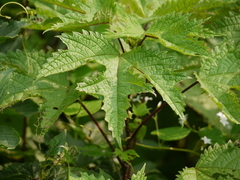 Girardinia diversifolia