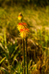 Kniphofia rooperi