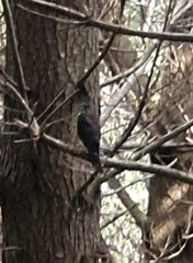 Falco novaeseelandiae