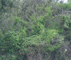 Dalechampia capensis