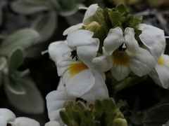 Euphrasia petriei