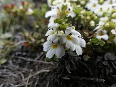 Euphrasia petriei