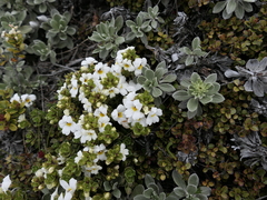 Euphrasia petriei