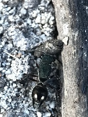 Pompiloidea