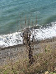 Verbascum gnaphalodes