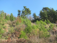 Pinus brutia