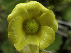 Ranunculus insignis