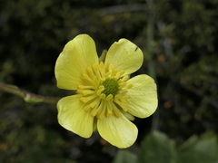 Ranunculus insignis