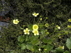 Ranunculus insignis