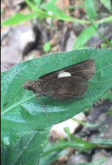 Notocrypta paralysos varians