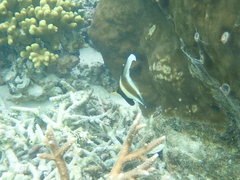 Heniochus chrysostomus