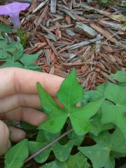 Ipomoea cordatotriloba