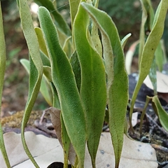 Pyrrosia