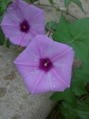 Ipomoea cordatotriloba