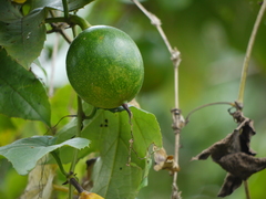 Trichosanthes bracteata