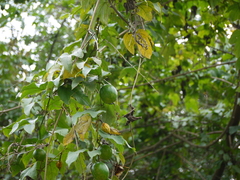 Trichosanthes bracteata