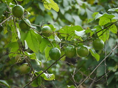 Trichosanthes bracteata