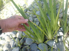 Dietes grandiflora