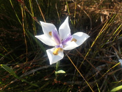 Dietes grandiflora