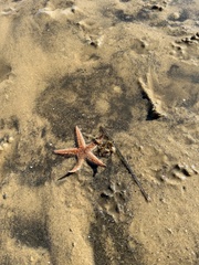 Astropecten