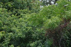 Dalbergia obovata