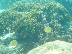 Chaetodon citrinellus