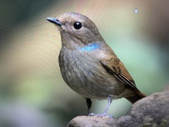 Niltava macgrigoriae