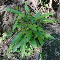 Dillenia indica