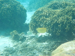 Chaetodon citrinellus