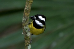 Falcunculus frontatus