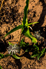 Ledebouria revoluta