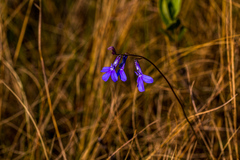 Lobelia tomentosa