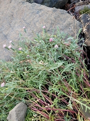 Chaenactis thompsonii