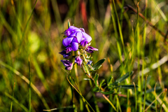 Lotononis bachmanniana