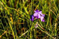 Lotononis bachmanniana