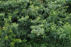 Dalbergia obovata