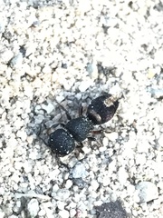 Pompiloidea