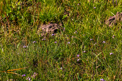 Lotononis bachmanniana